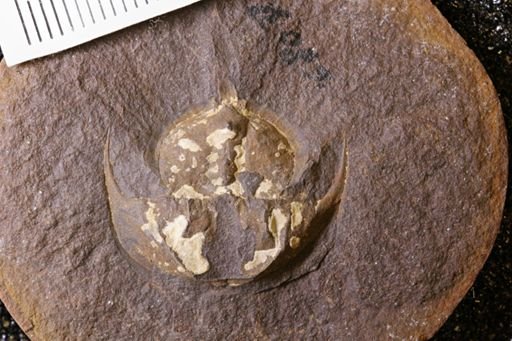 Euproops danae