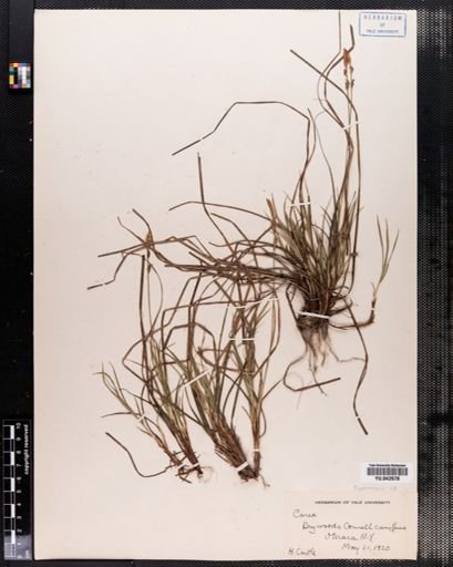 Carex