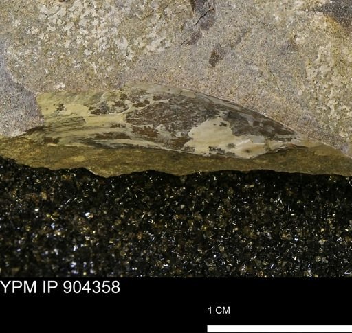 undet. Mollusca