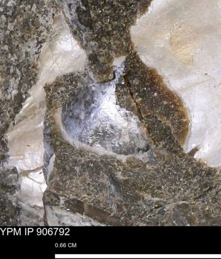 Pseudoptera sp.