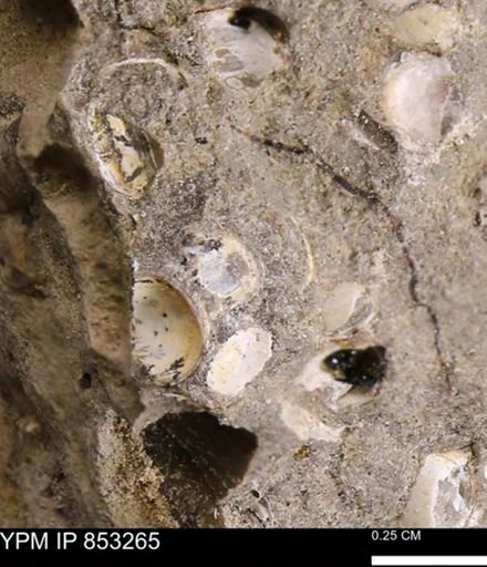 Protocardia sp.