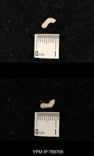 taxon undetermined