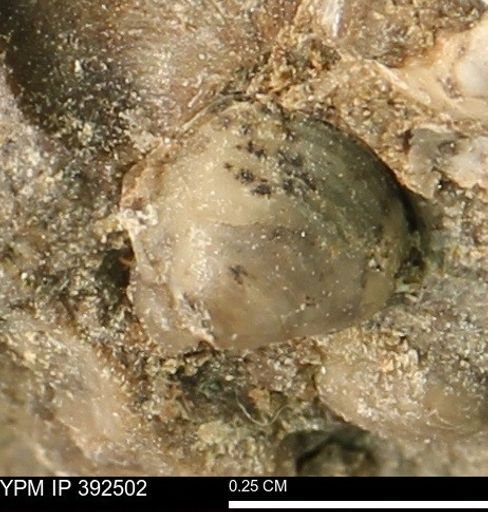 Protocardia subquadrata