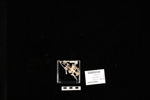 Megophrys nasuta
