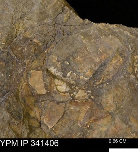 Inoceramus sp.