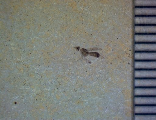 undet. Diptera
