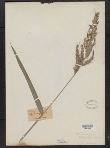 Echinochloa crus-galli