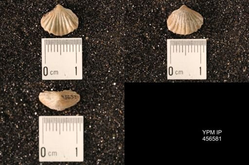 Rhynchonella dentata