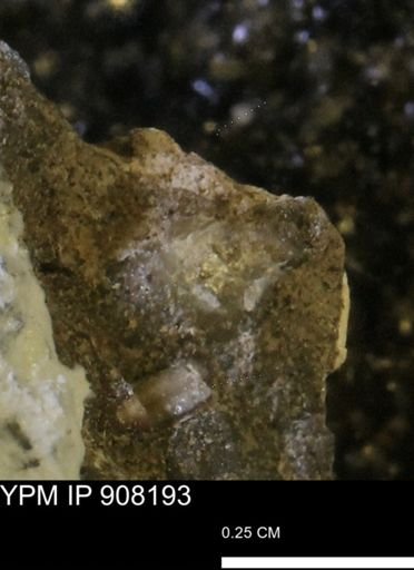 undet. Mollusca