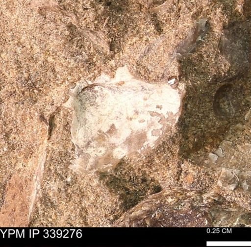 undet. Bivalvia