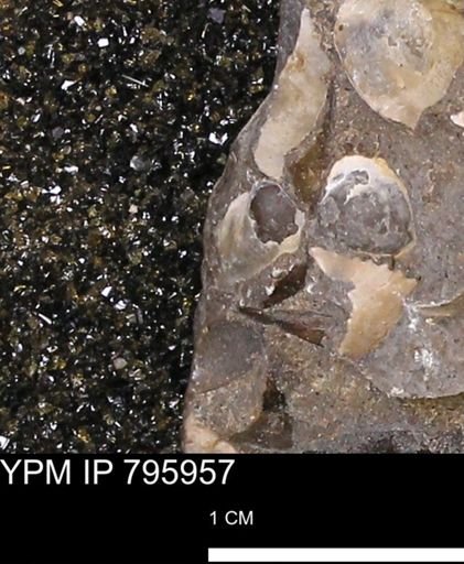 Protocardia