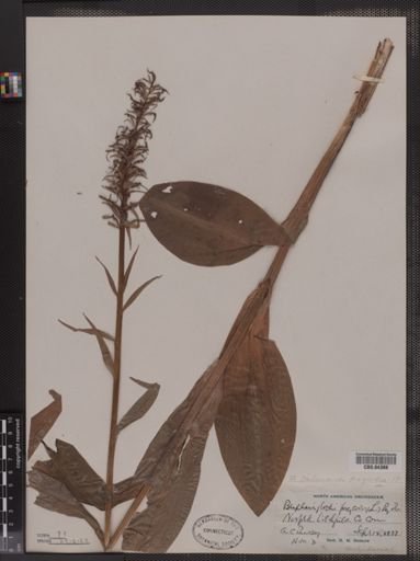 Blephariglottis psycodes