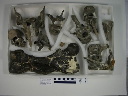 Prepotherium potens