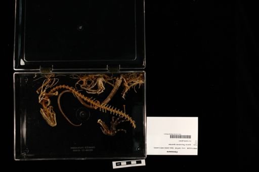 Ctenosaura