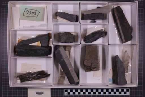 mixed taxa, stratigraphic collection