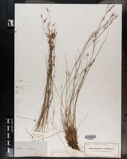 Rhynchospora rariflora