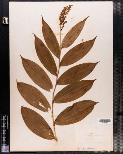 Maianthemum