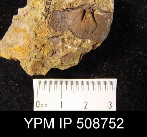 Cyrtospirifer sulcifer?