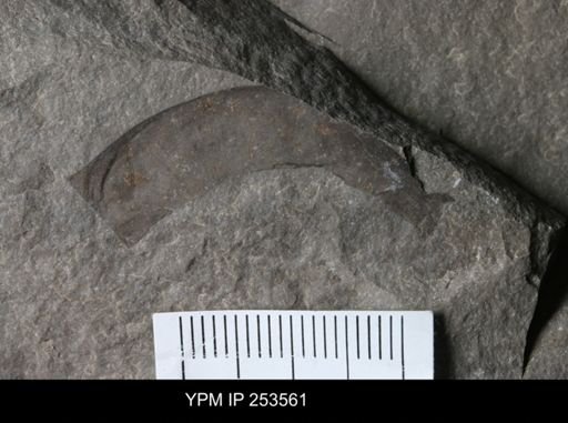 undet. Eurypterida