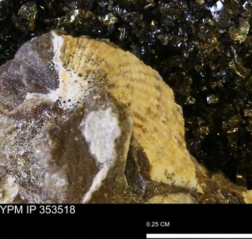 Parallelodon?