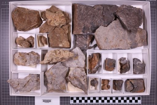 mixed taxa, stratigraphic collection