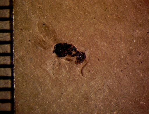 undet. Insecta