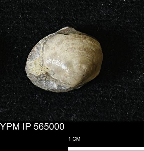 Limopsis striatopunctatus