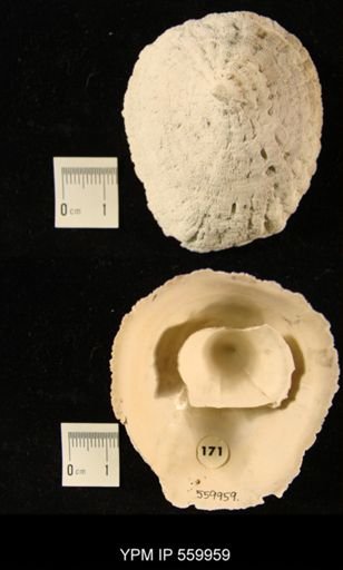 Crucibulum sp.