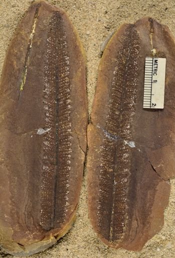 Pecopteris