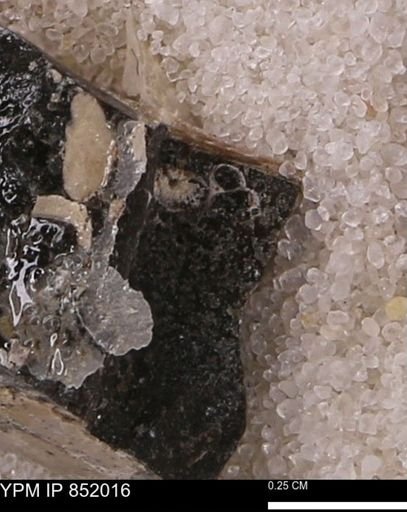 undet. Foraminifera