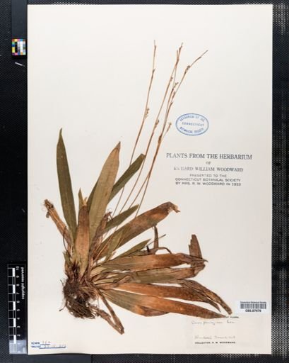 Carex plantaginea
