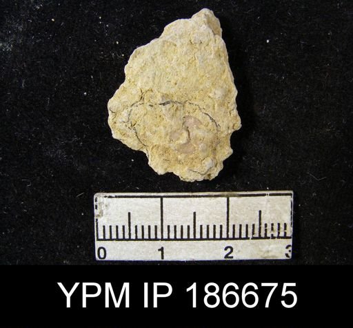 Orbiculoidea missouriensis