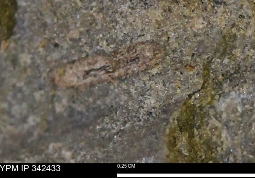 Bryozoa?