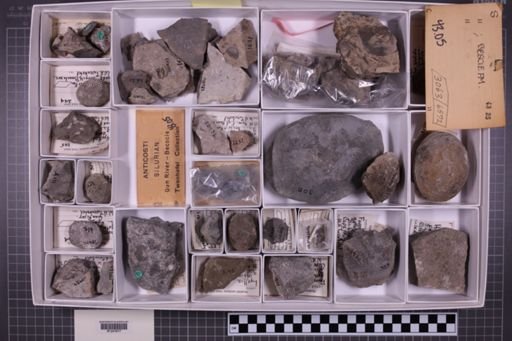 mixed taxa, stratigraphic collection