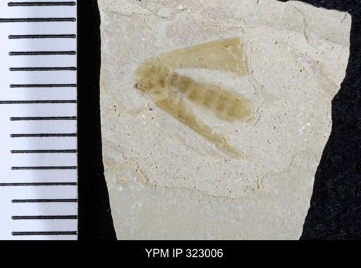Bracon sp.