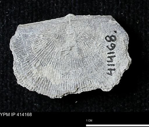 Devonochonetes mucronatus?