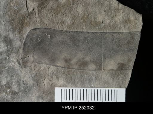 Eurypterus sp.