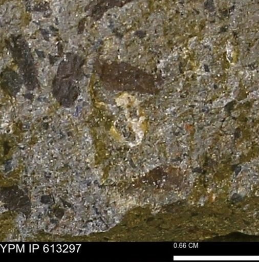 Scaphites sp.