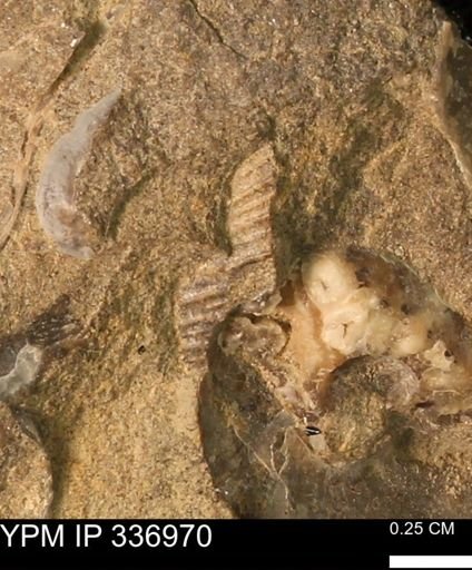 undet. Mollusca
