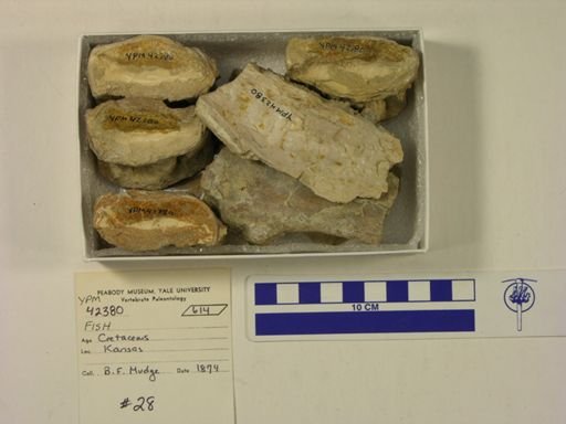 undet. Ichthyodectidae