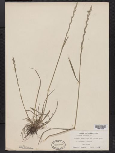 Lolium perenne