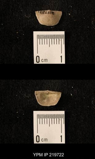 Chonetes granulifer