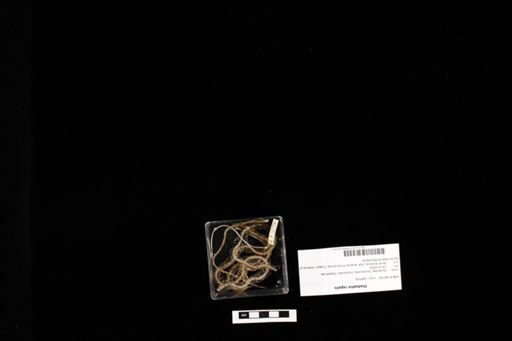 Diadophis regalis