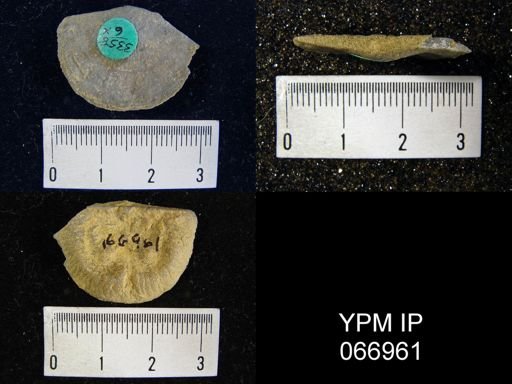 Strophonella reversa