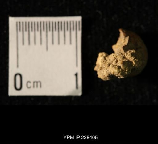 undet. Cephalopoda
