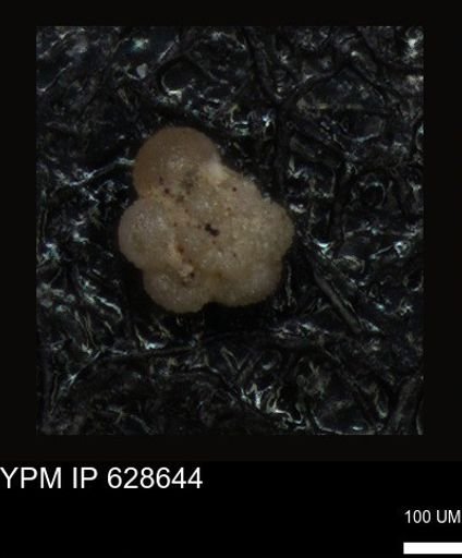 undet. Foraminiferida