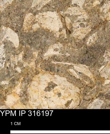 undet. Mollusca