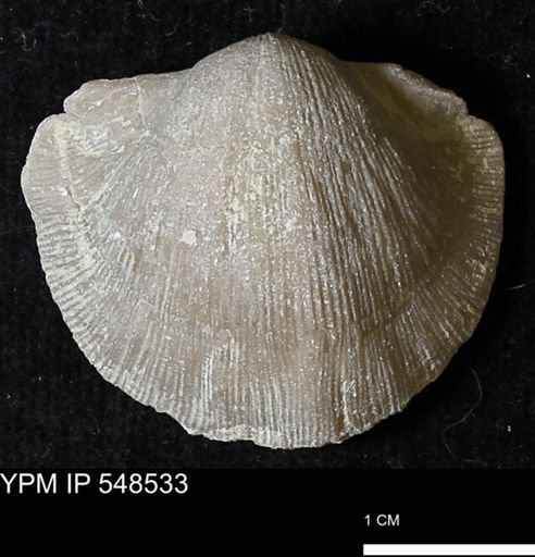 Stropheodonta navalis