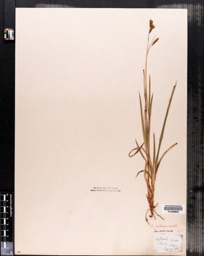 Carex