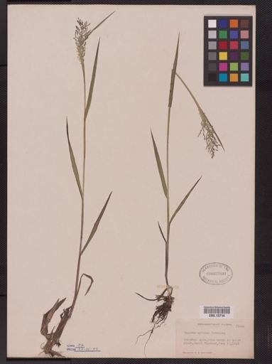 Panicum spretum